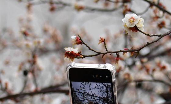 매화 사진 남기는 시민