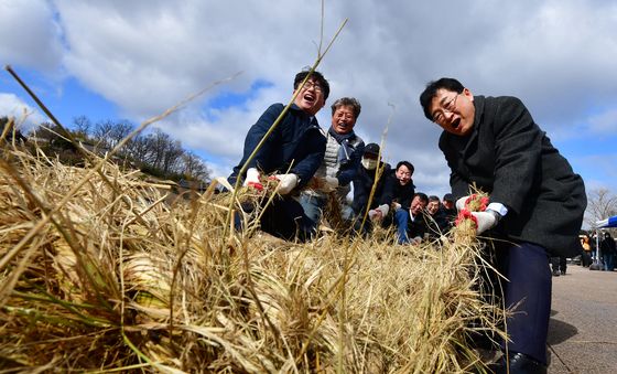 양동민속마을 정월대보름 전통 줄다리기