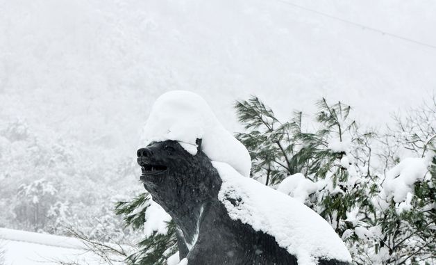 설악산 반달곰상에 내려 앉은 눈