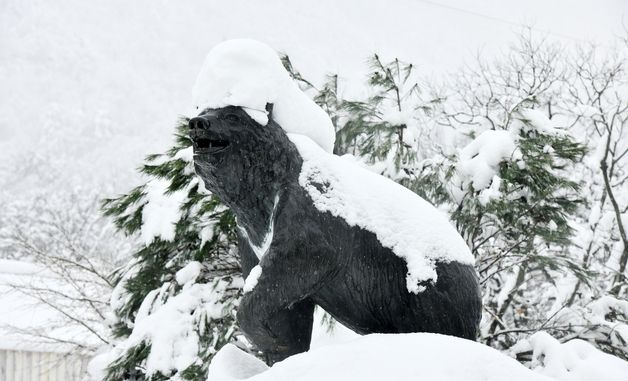눈이 무거운 설악산 반달곰상