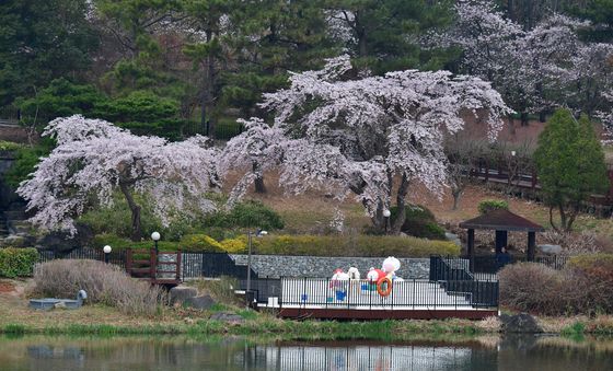 벚꽃향기 가득한 영일대호수공원