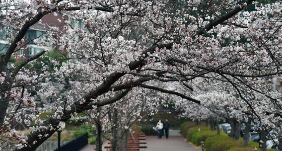 벚꽃 휘날리는 아침