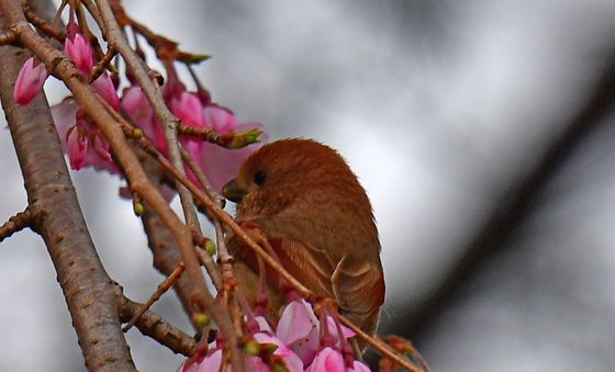 벚꽃향기 따라 날아온 붉은머리 오목눈이