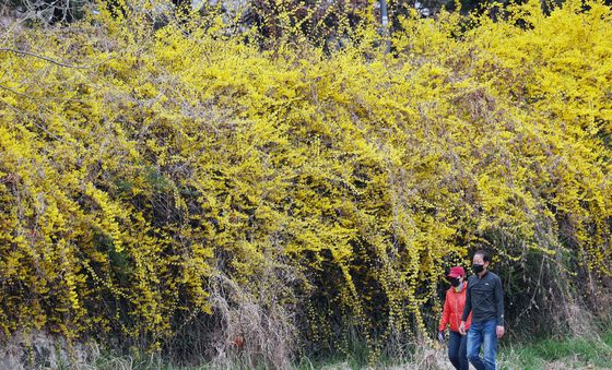 눈길 사로잡는 개나리꽃