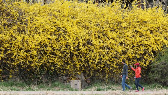 눈길 사로잡는 개나리꽃