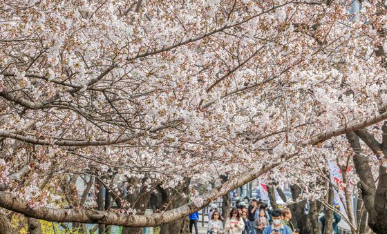 윤중로 벚꽃길에 활짝 핀 벚꽃들