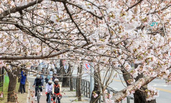 여의도에서 '벚꽃 나들이'
