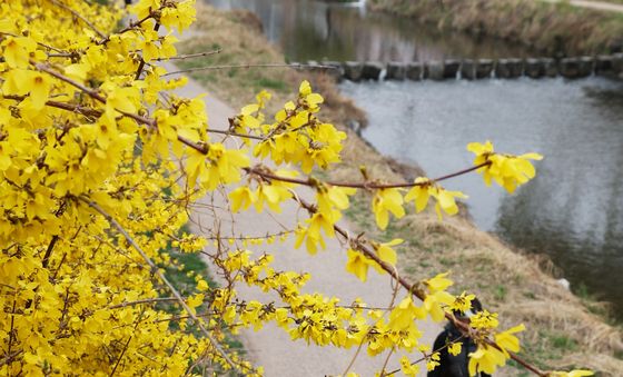 활짝 핀 개나리