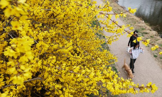 활짝 핀 개나리