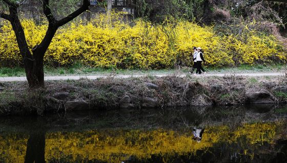 개나리꽃길 산책