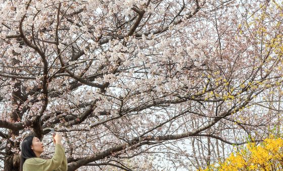 윤중로 벚꽃길에 가득 핀 '벚꽃'