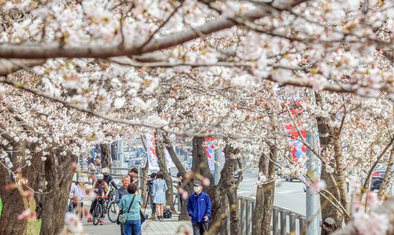 윤중로 벚꽃 구경