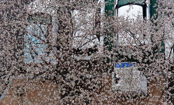 봄비에 젖은 벚꽃