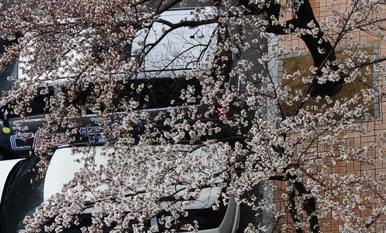 봄비 내리는 아침