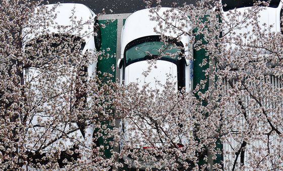 벚꽃 흔날리는 아침