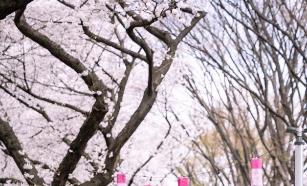 장안동 벚꽃길 거리인사 나선 정원오 서울시장 예비후보