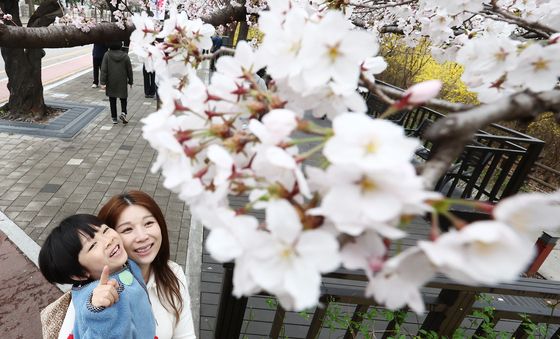 '벚꽃이 참 예뻐요'