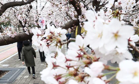 '벚꽃이 참 예쁘다'