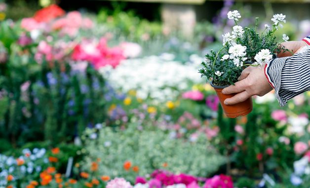 하루 앞으로 다가온 경칩에 꽃시장 활기