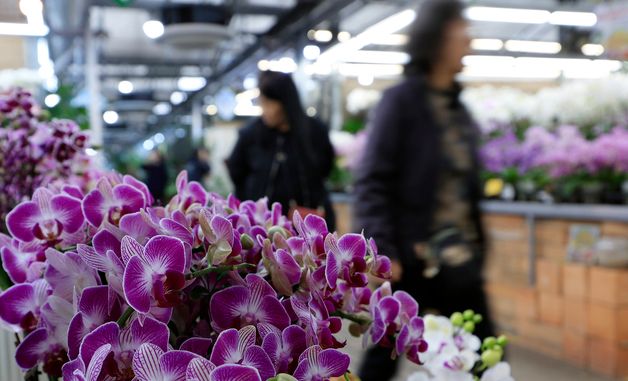 경칩 앞두고 활기 찾은 양재꽃시장