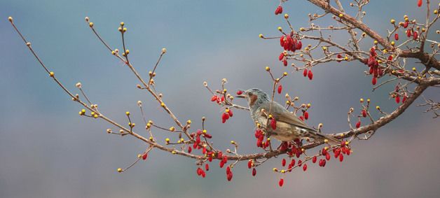 빨간산수유 열매 입에 문 직박구리