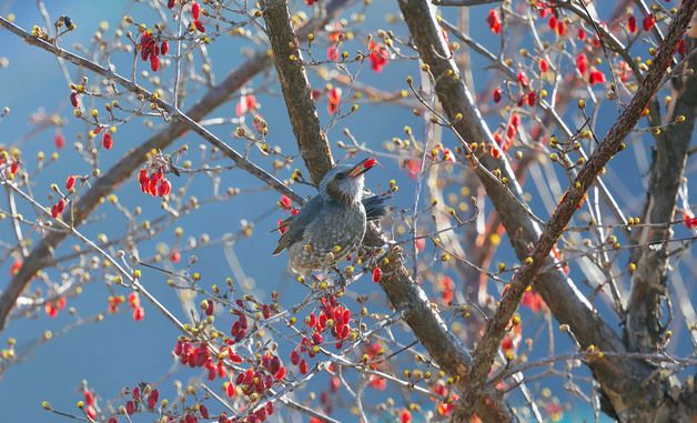 톡톡 터지는 산수유
