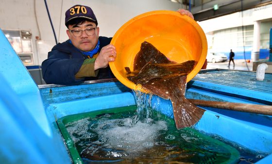 몸값 자랑하는 돌도다리