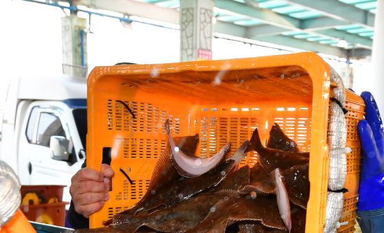 힘이 넘치는 봄도다리와 가자미