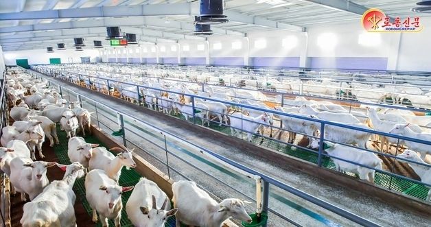 北, 삼광축산농장 축산 현대화 경험 소개…옥내 사육 방법