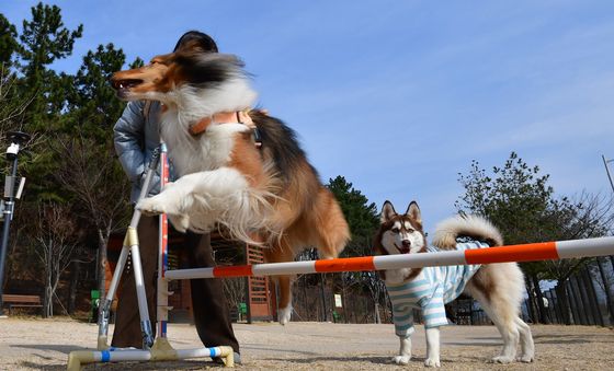 반려견들의 신나는 오후