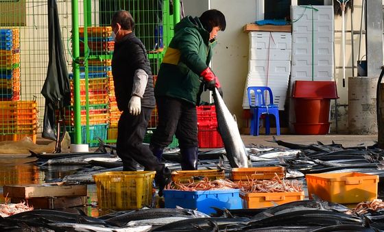 대삼치 사가세요