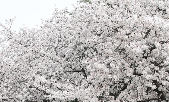 6·3 지방선거 "꼭 투표하세요"