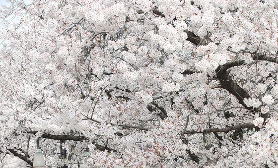 63일 앞으로 다가온 '6·3 지방선거'