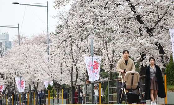 윤중로는 하얀 벚꽃세상