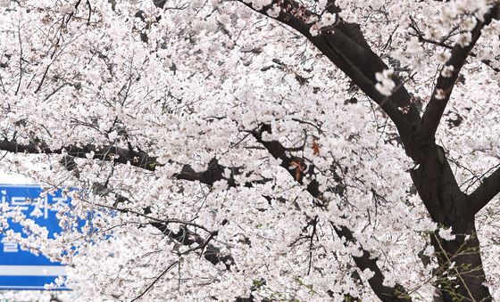 윤중로 벚꽃 만개