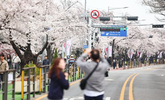 윤중로 벚꽃 만개