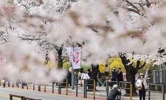 돌아온 벚꽃의 계절