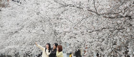 벚꽃을 배경으로