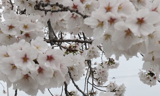 벚꽃과 곰돌이 푸