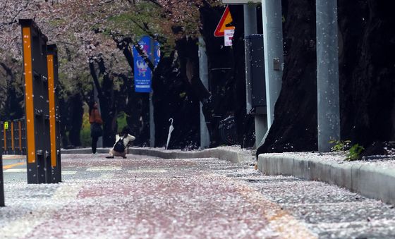 봄비가 만든 '벚꽃엔딩'