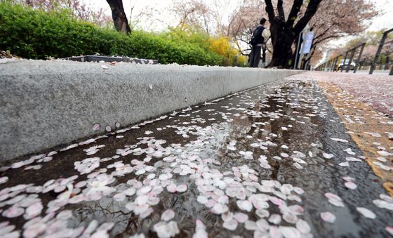 봄비에 떨어진 벚꽃