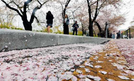 봄비가 만든 '벚꽃엔딩'