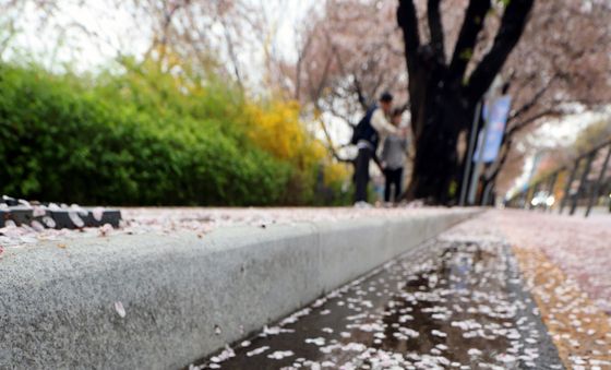 봄비에 떨어진 벚꽃