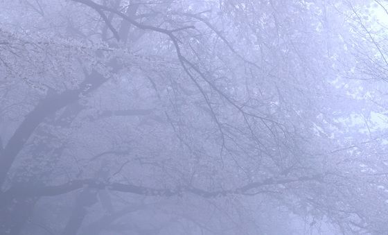 봄 안개 스쳐가는 남산 벚꽃길