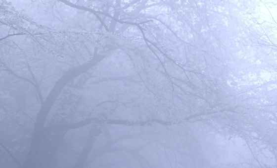 안개 낀 남산 벚꽃길