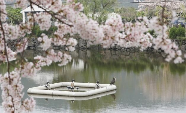 제주 연화못 찾은 가마우지