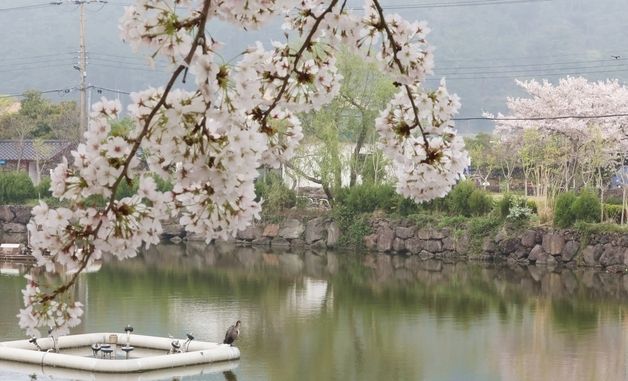 제주 연화못 찾은 가마우지