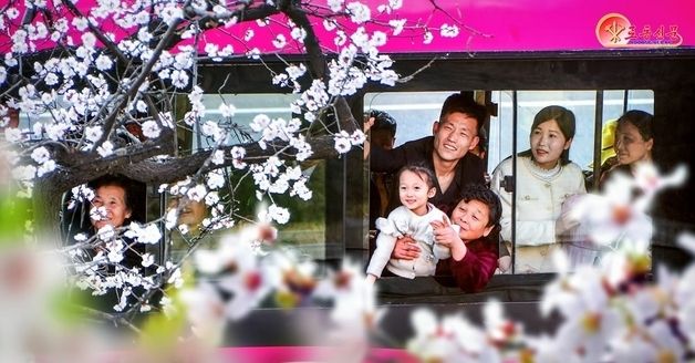 활짝 핀 꽃을 바라보는 평양 시민들