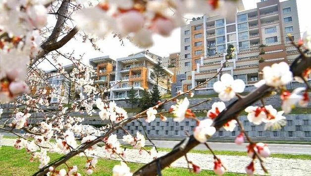 북한, 4월 맞아 꽃 만개한 평양 모습 선전