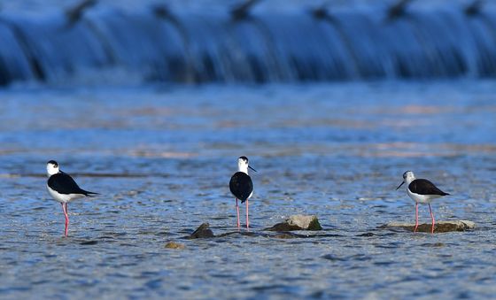 분홍빛 다리를 가진 장다리물떼새